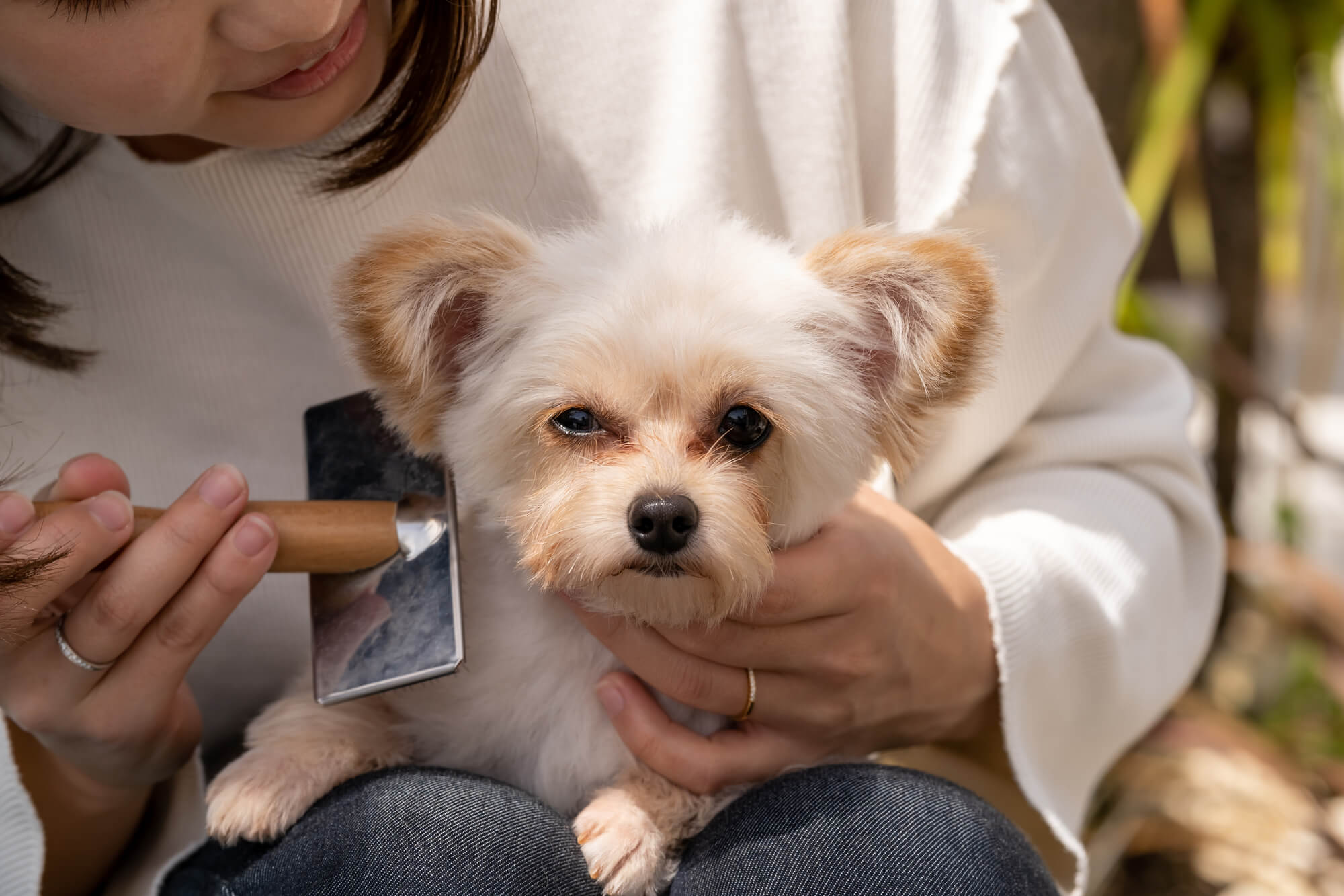 ポメプーは飼いやすい？向いている人・向かない人